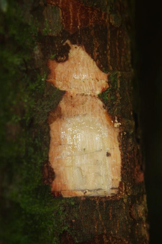 Pouteria venosa other