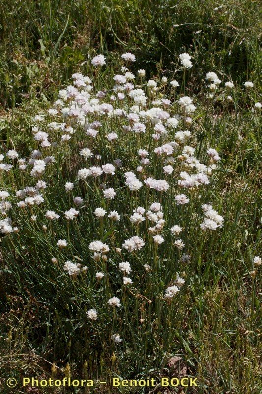 Armeria choulettiana habit