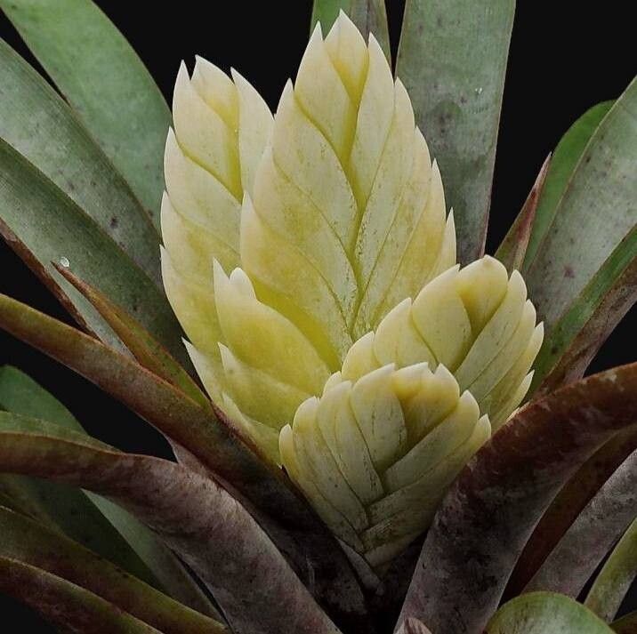 Tillandsia raackii — houseplant care guide