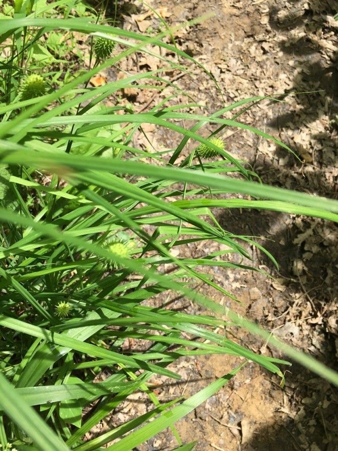 Carex squarrosa — houseplant care guide