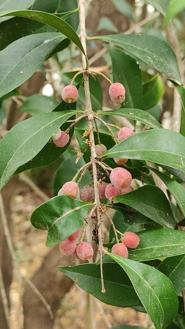 Olinia ventosa fruit
