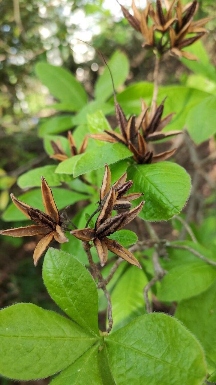 Rhododendron prinophyllum fruit