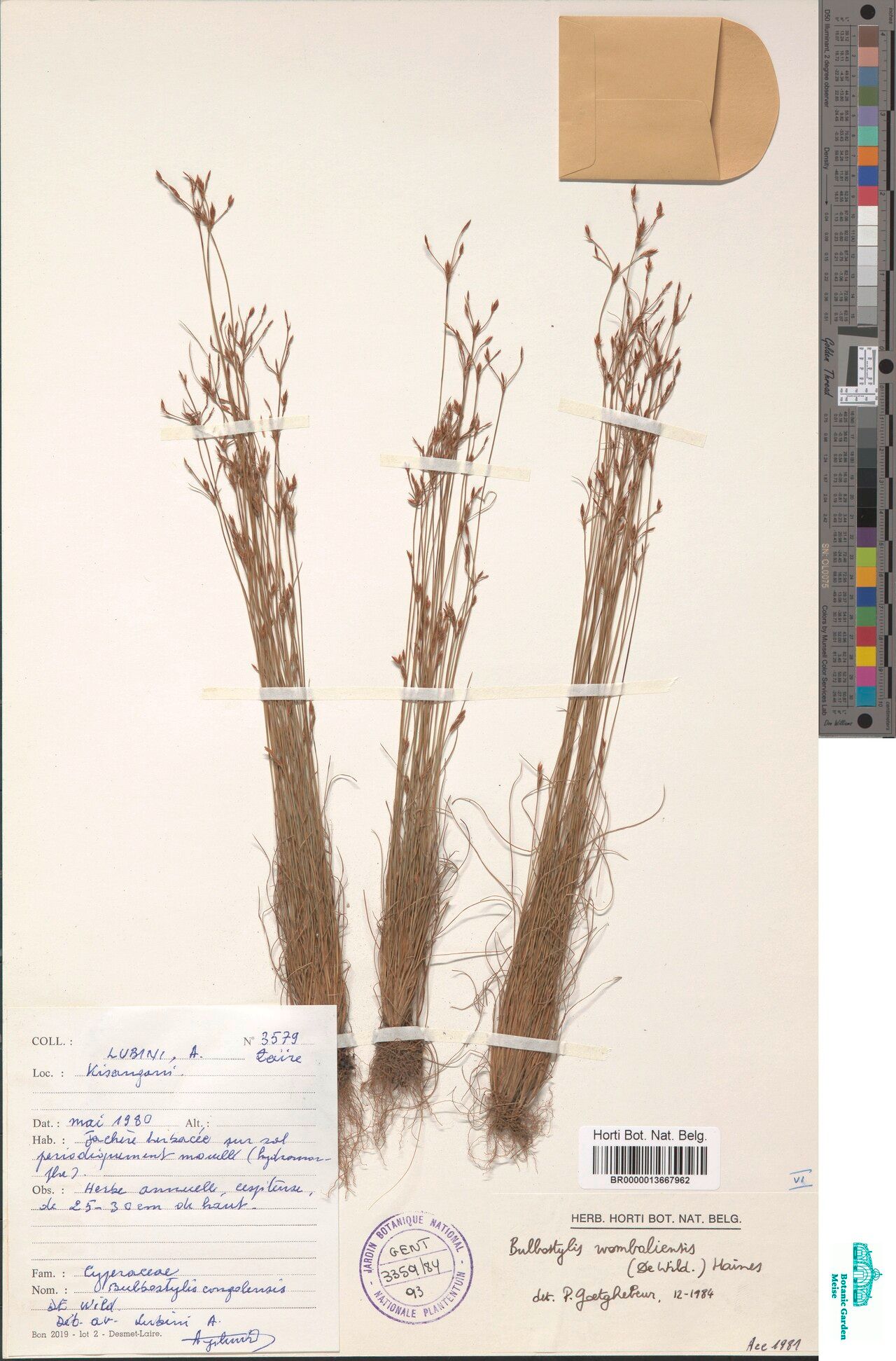 Bulbostylis wombaliensis — houseplant care guide