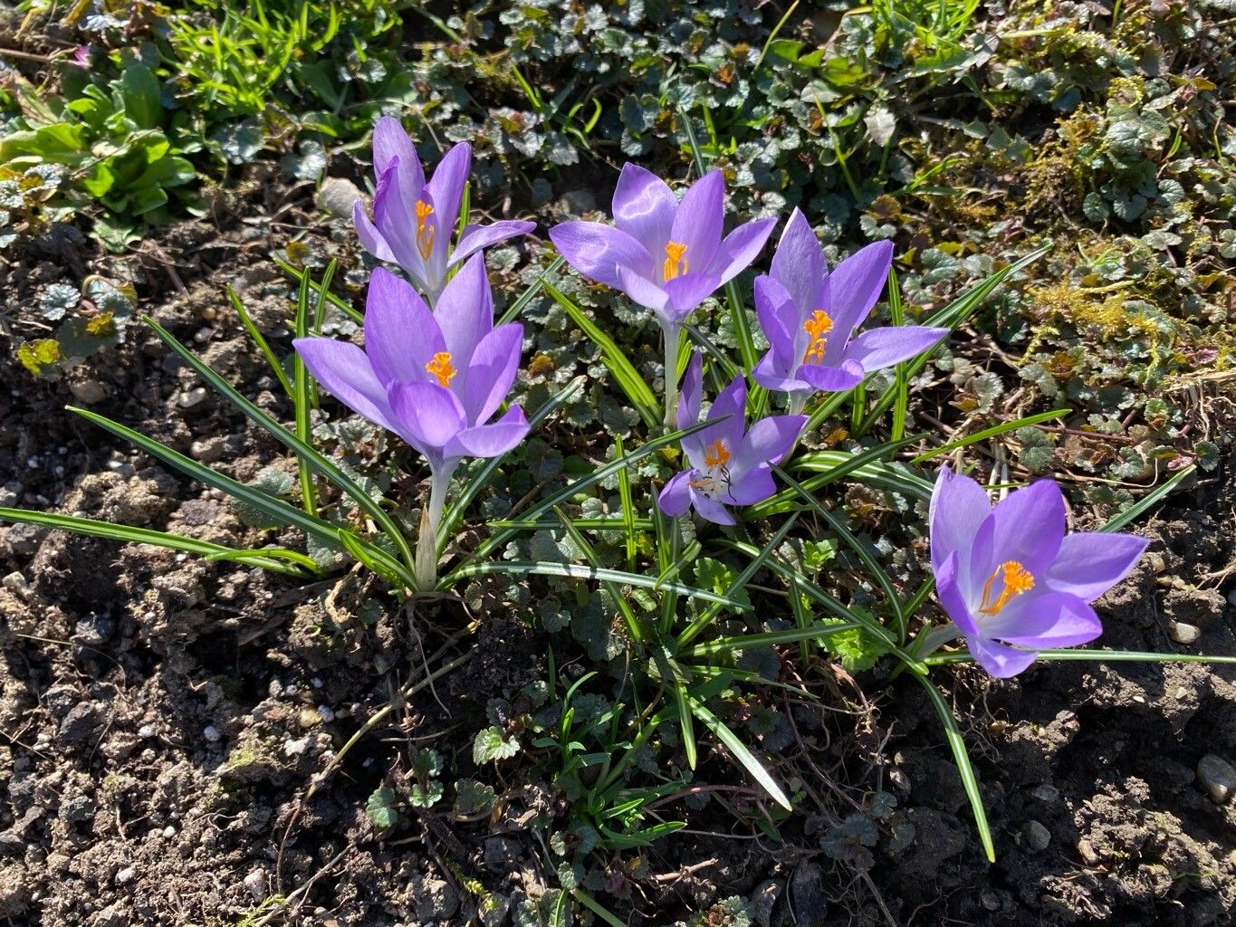 Crocus etruscus habit
