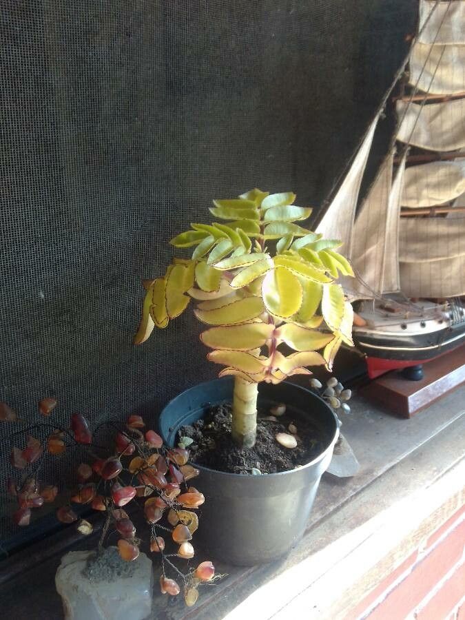 Bryophyllum proliferum habit