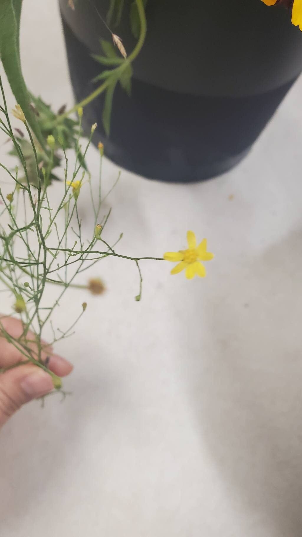 Gutierrezia texana flower