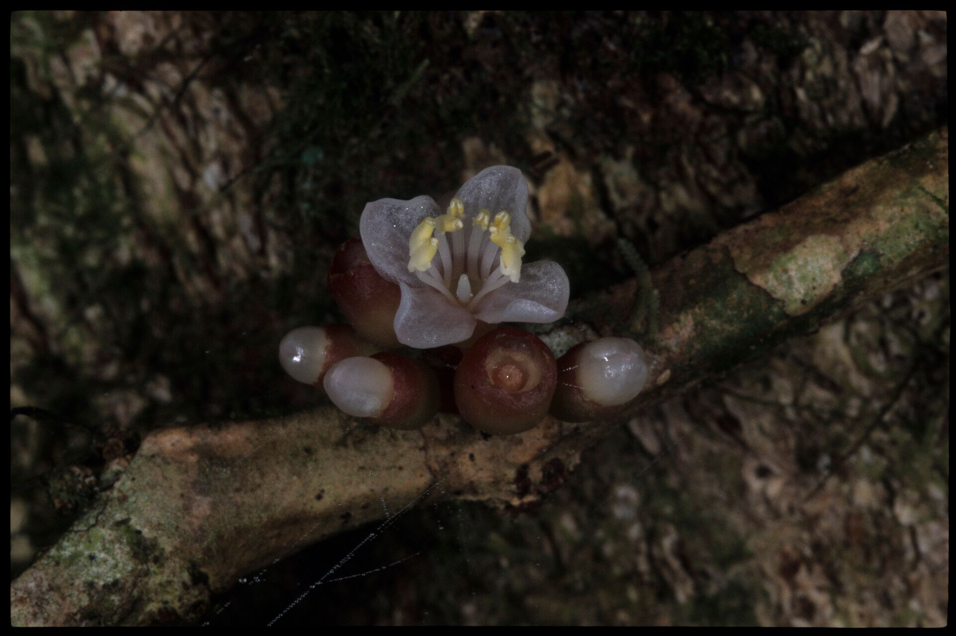 Medinilla tuberosa — search result for 'Medinilla'