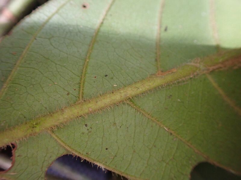 Uapaca vanhouttei bark