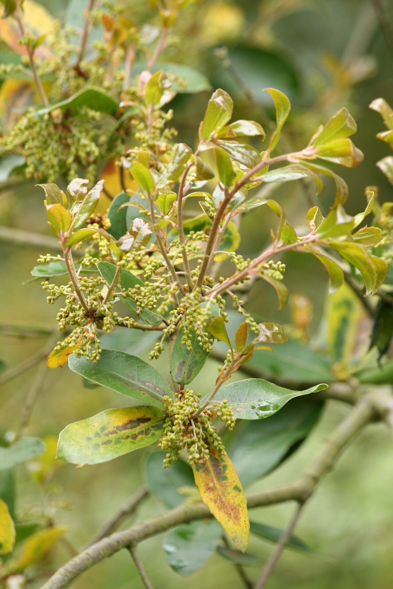 Quercus phillyreoides flower
