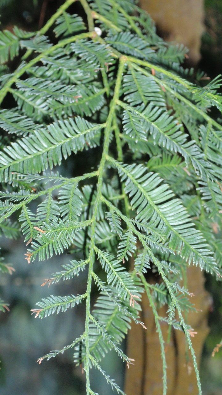 Falcatifolium falciforme — search result for 'Brunei'