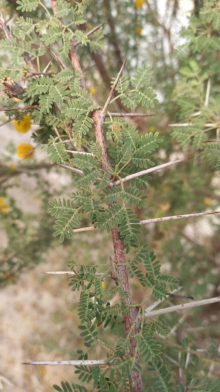 Acacia ehrenbergiana — search result for 'northern Iran'