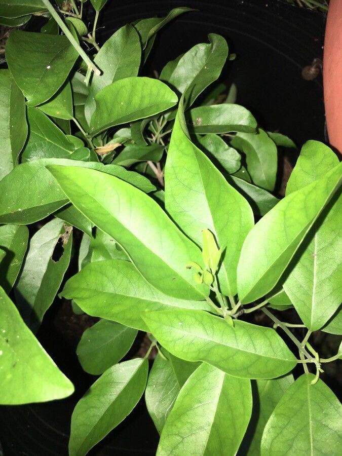 Oxera pulchella leaf