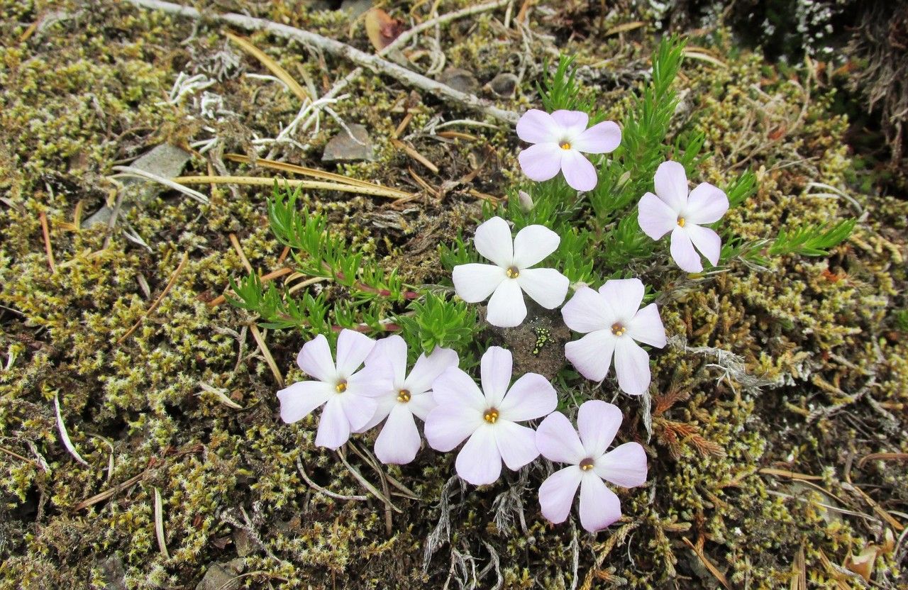 Phlox diffusa habit