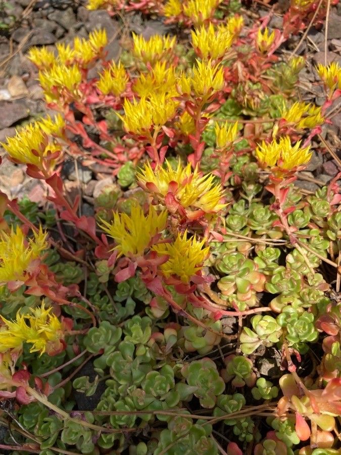 Sedum oreganum flower
