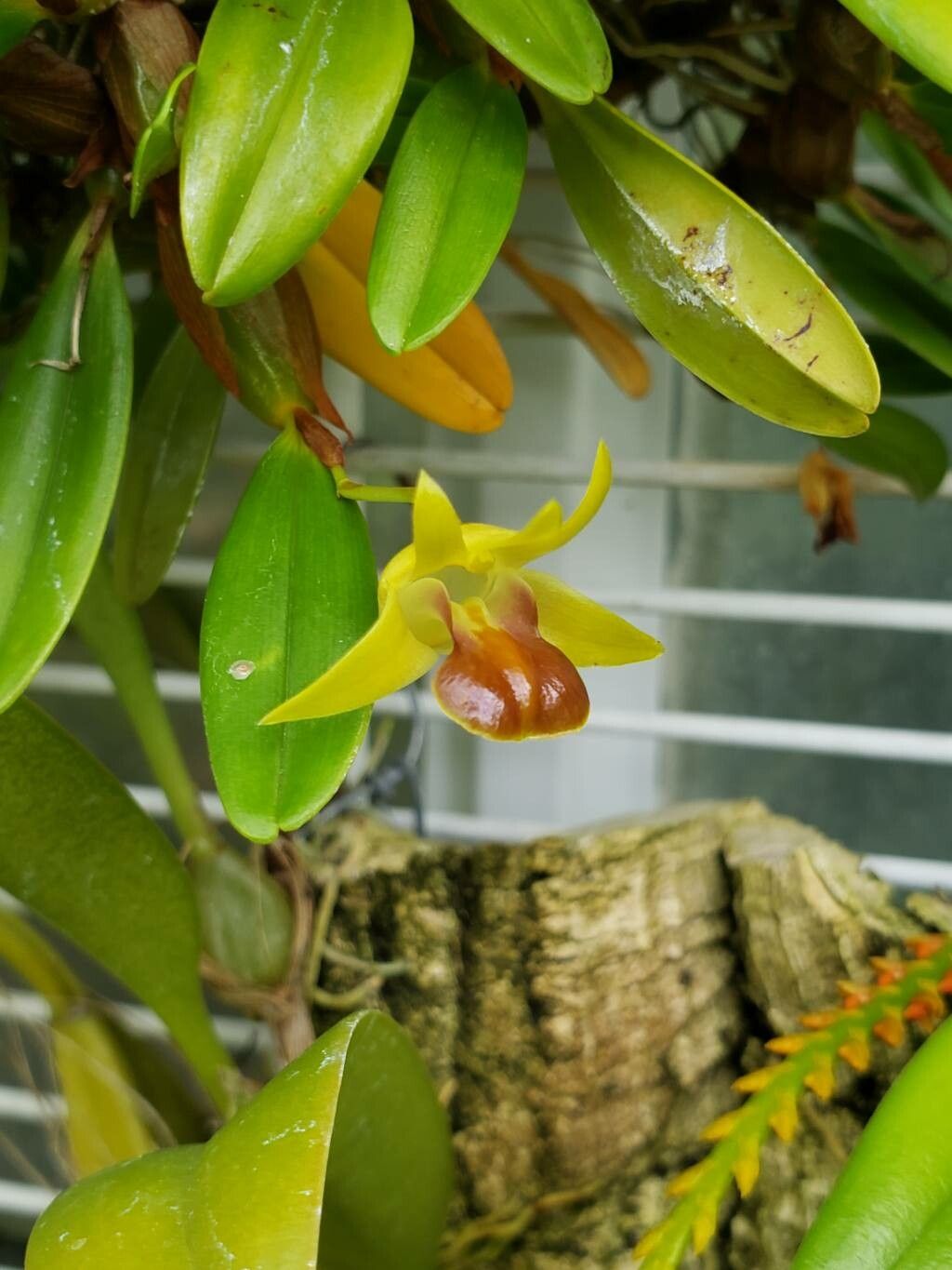 Dendrobium nakaharae flower