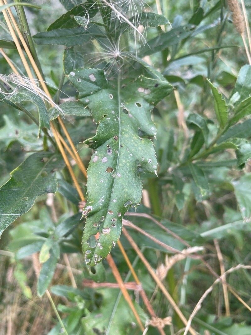 Cirsium altissimum — related species from the same genus