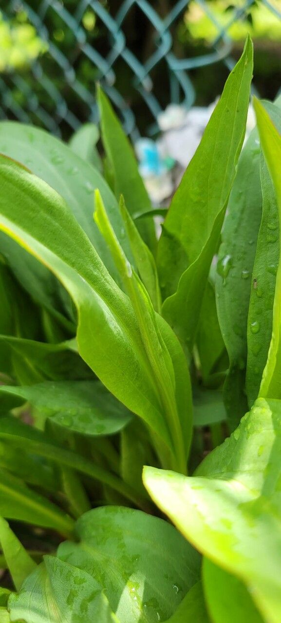 Solidago speciosa leaf