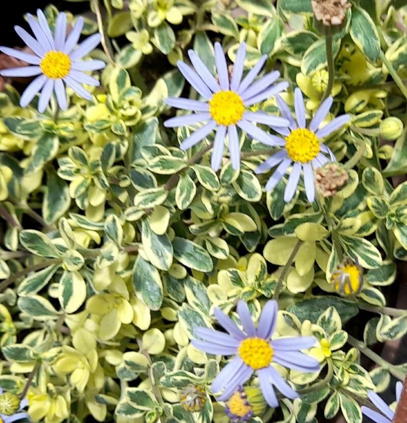 Felicia amelloides flower