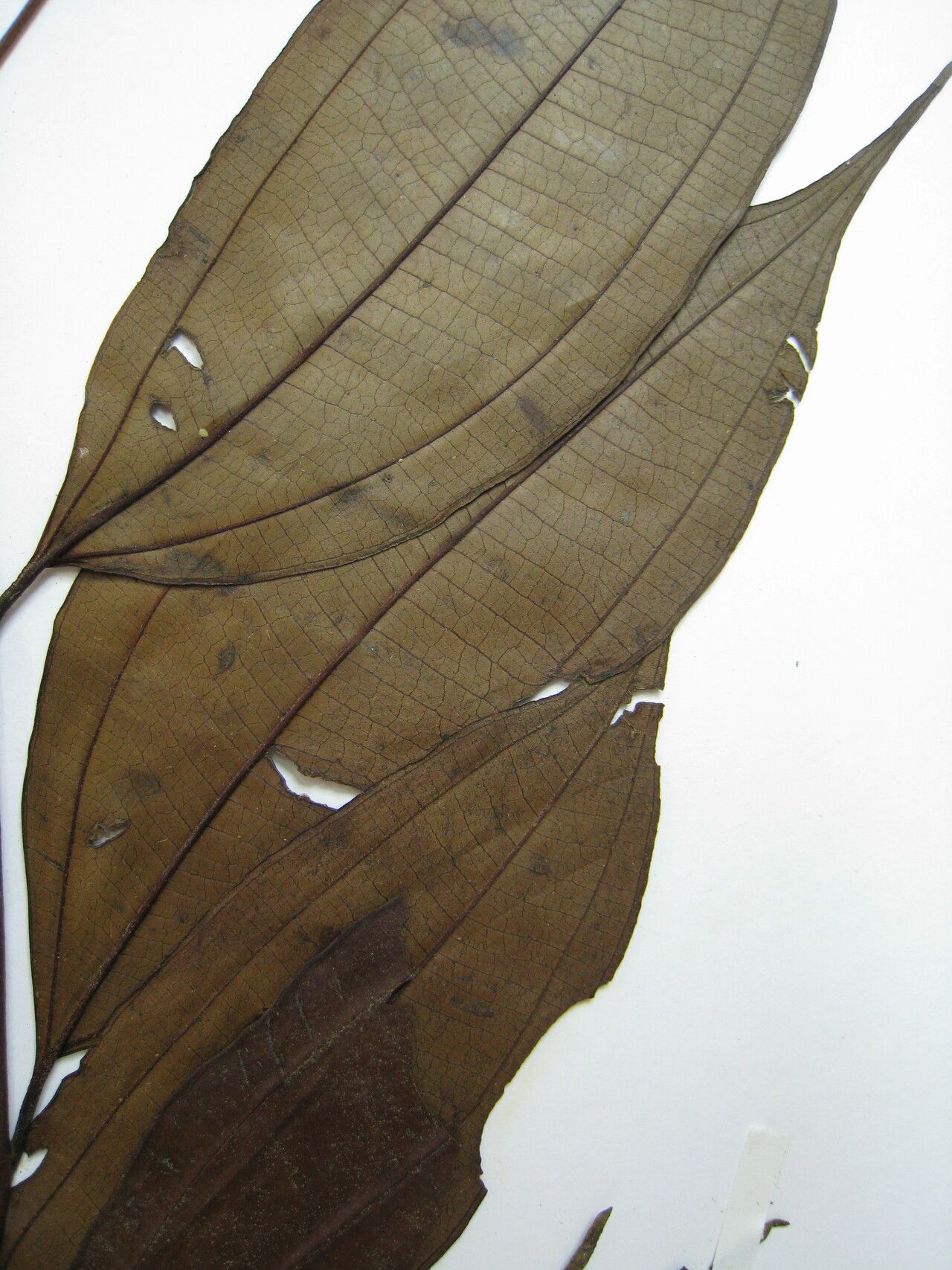 Miconia minutiflora other