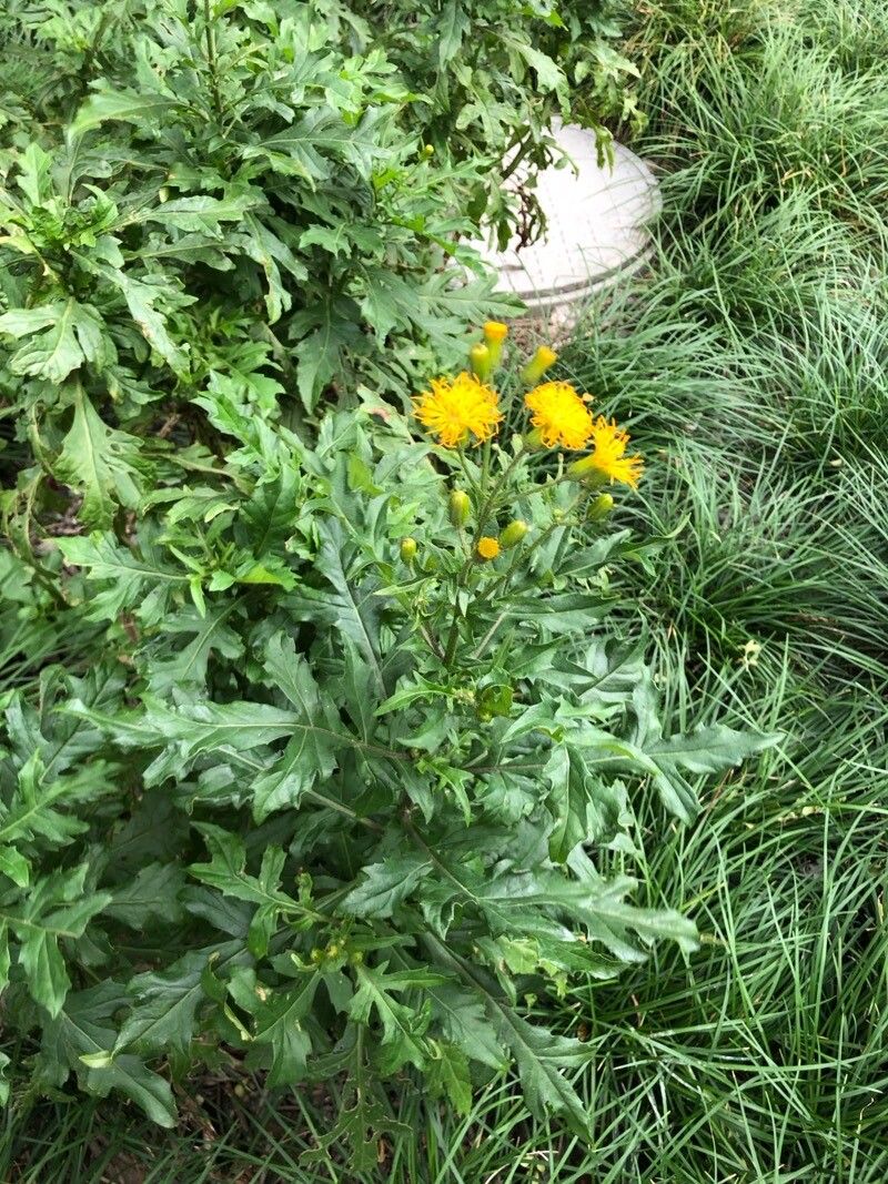 Gynura bicolor flower