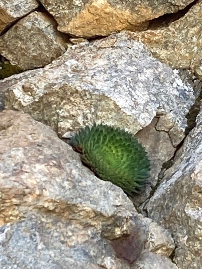 Saxifraga florulenta leaf