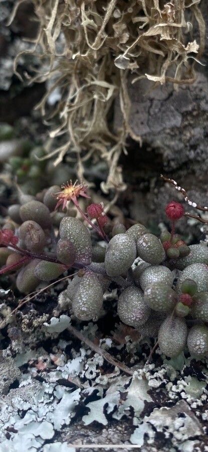 Monanthes laxiflora — houseplant care guide