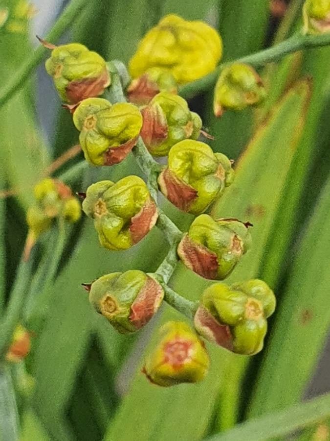 Osyris lanceolata flower