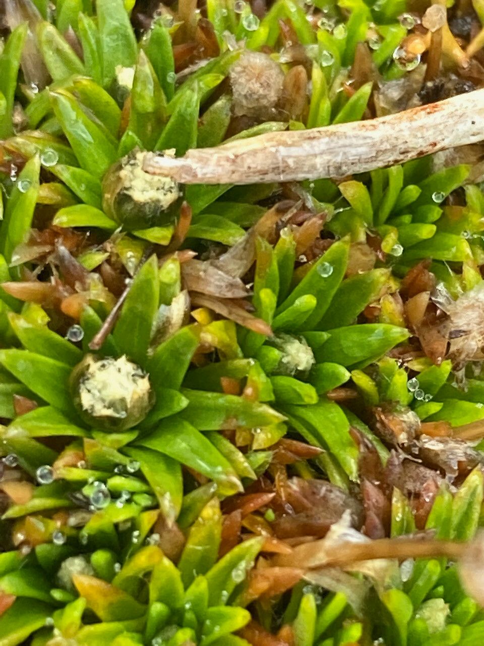 Paepalanthus pilosus leaf
