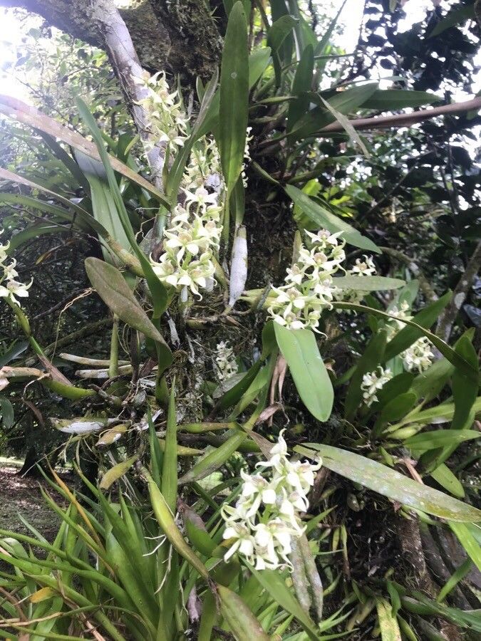 Prosthechea fragrans habit