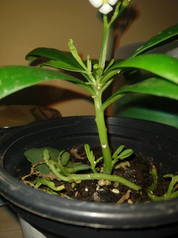 Talinum fruticosum bark