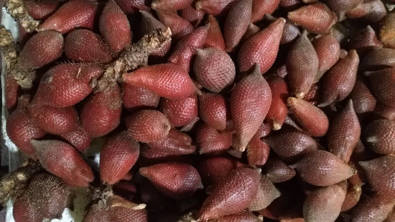Salacca griffithii fruit