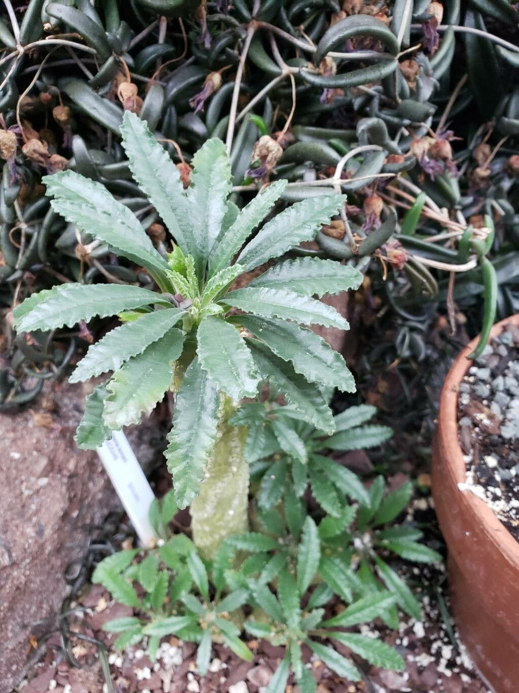 Dorstenia lavrani habit
