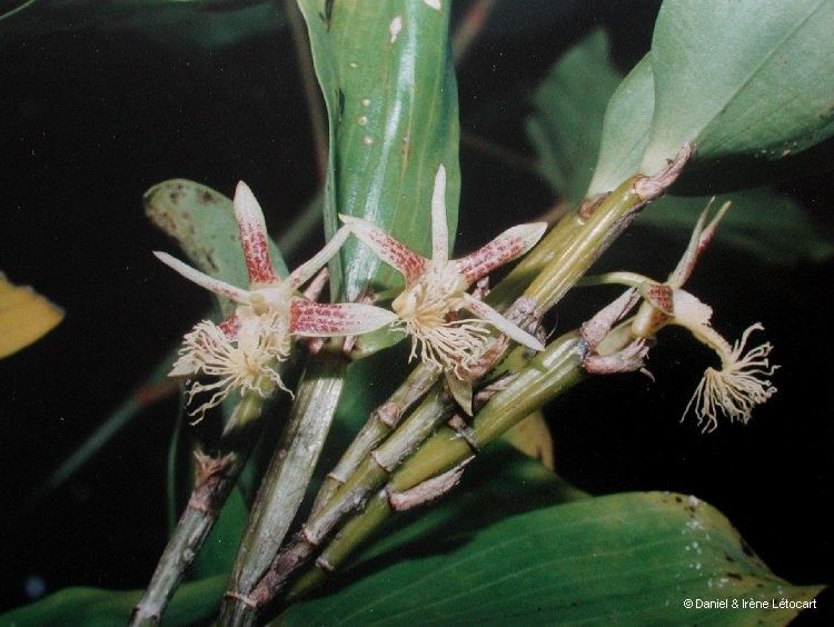 Dendrobium comatum fruit