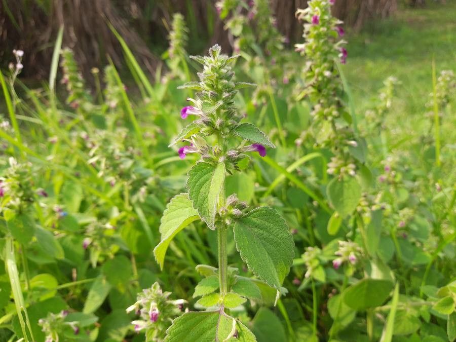 Anisomeles indica leaf