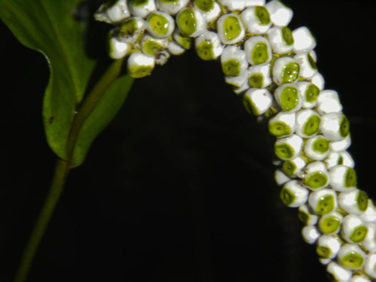 Spathiphyllum laeve fruit