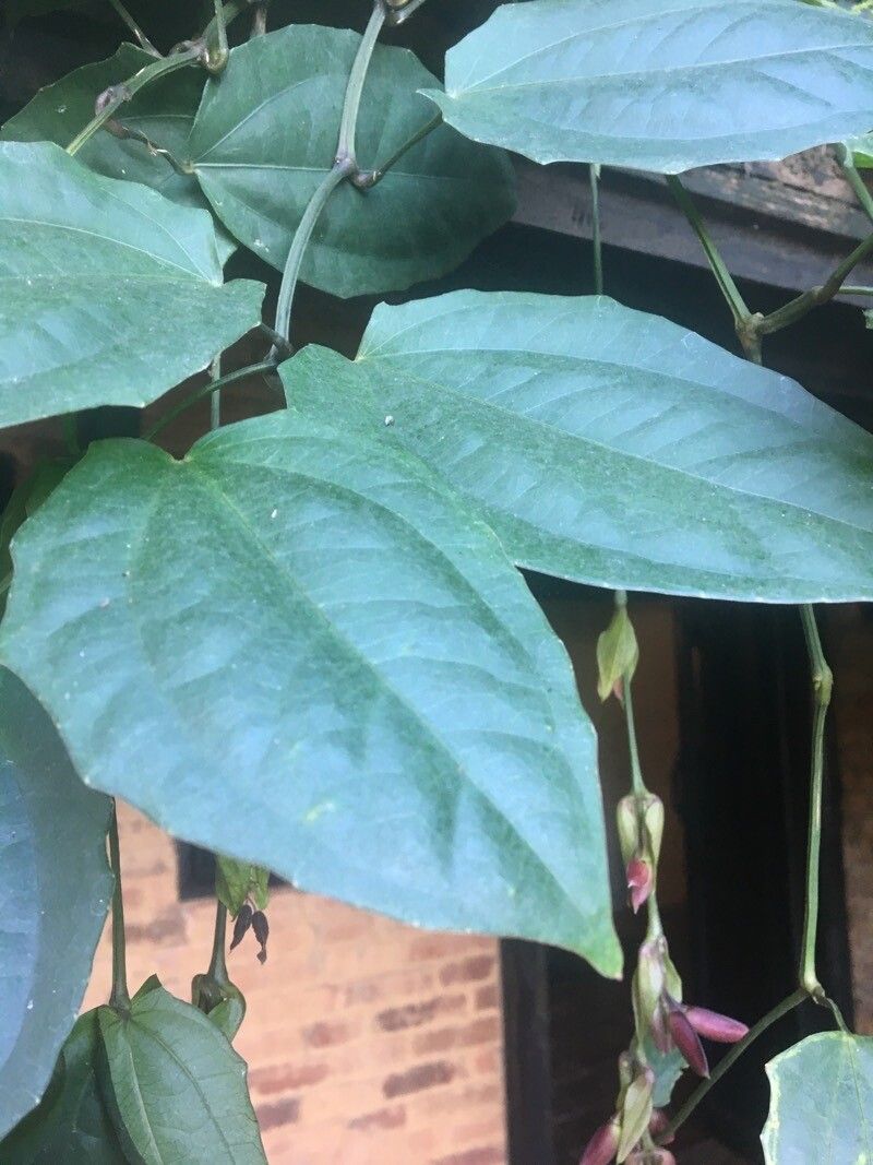 Thunbergia coccinea leaf
