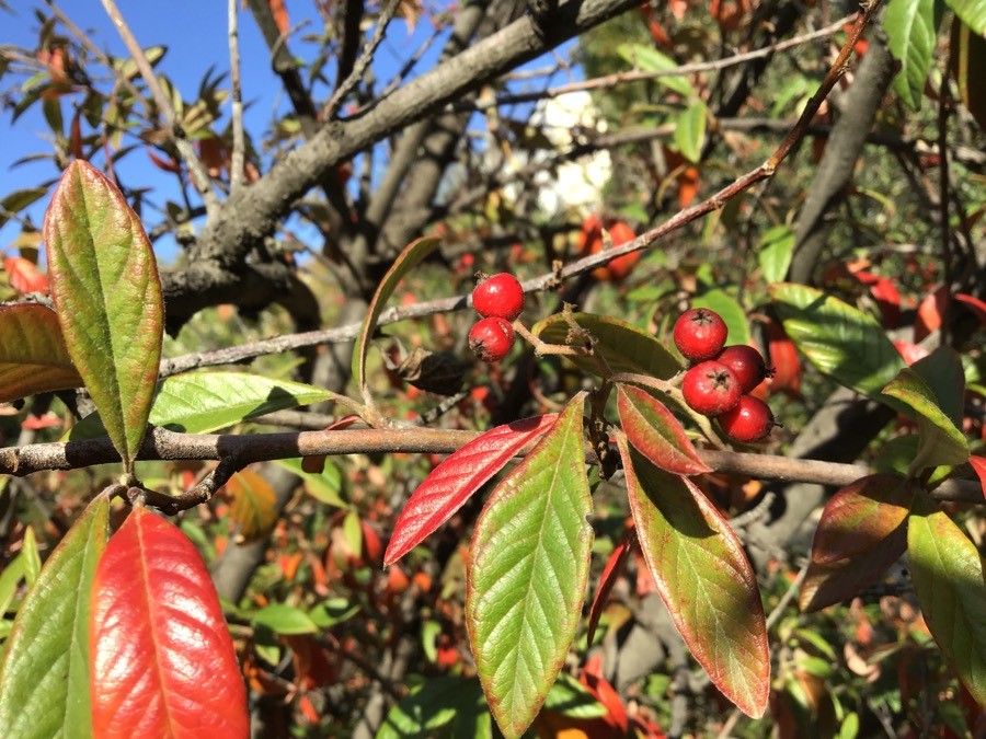Cotoneaster × watereri fruit