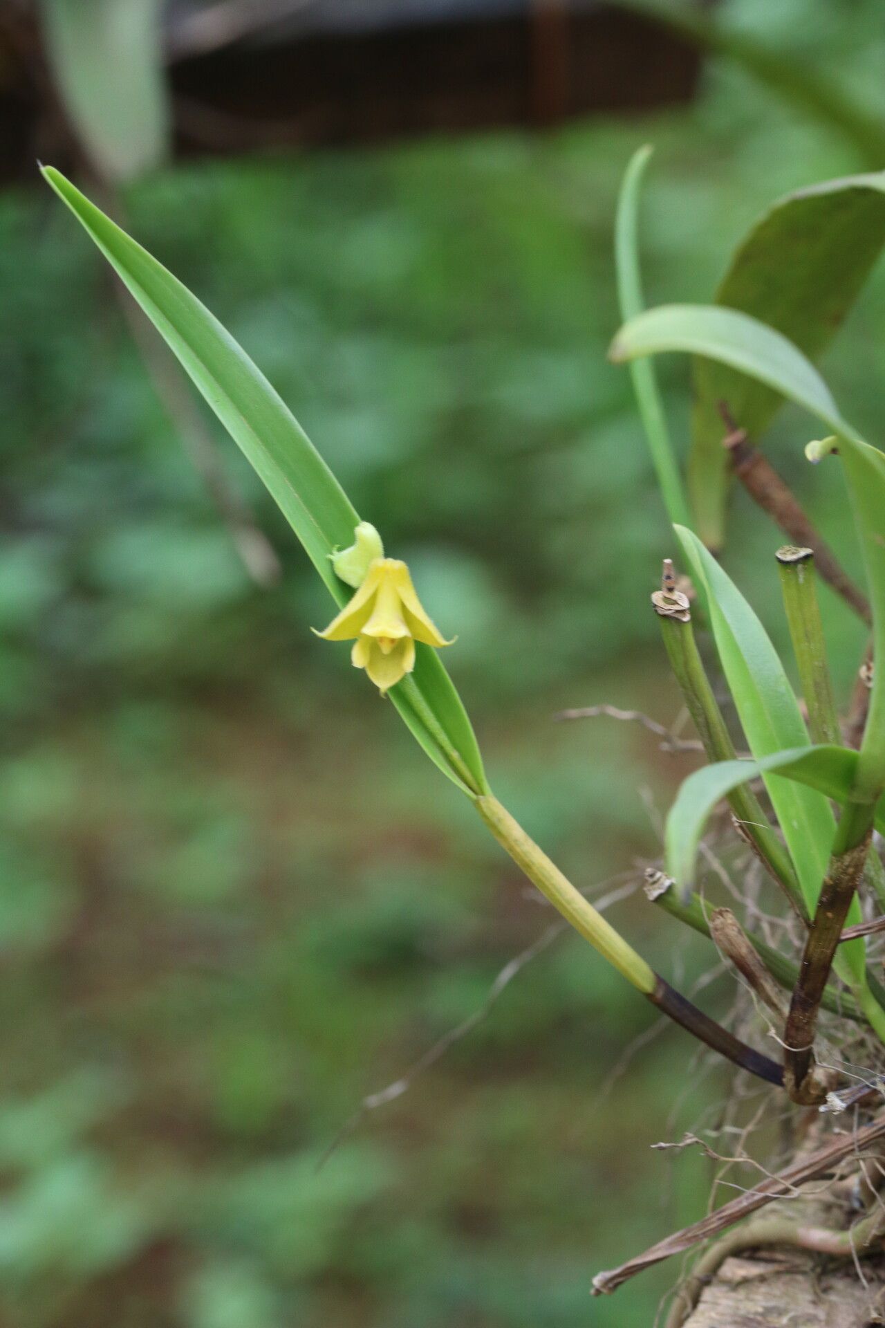 Polystachya nyanzensis habit