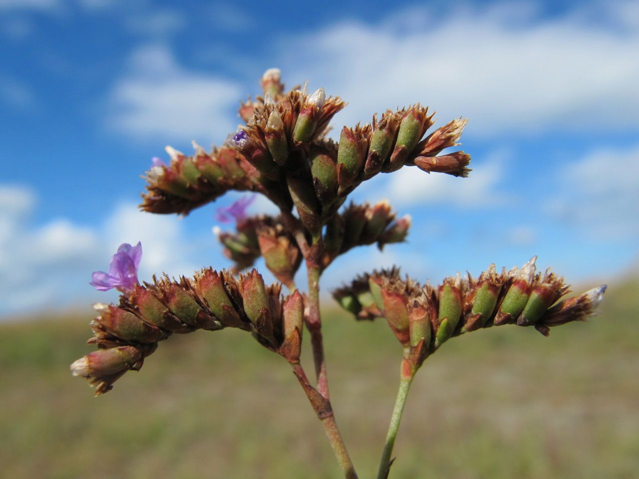 Limonium normannicum fruit