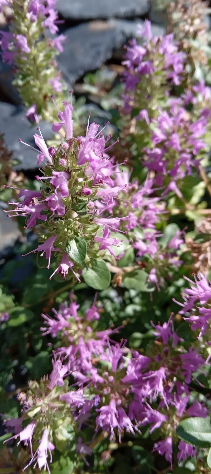 Thymus comosus flower