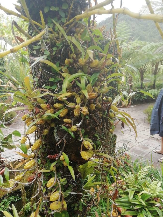 Bulbophyllum nutans fruit