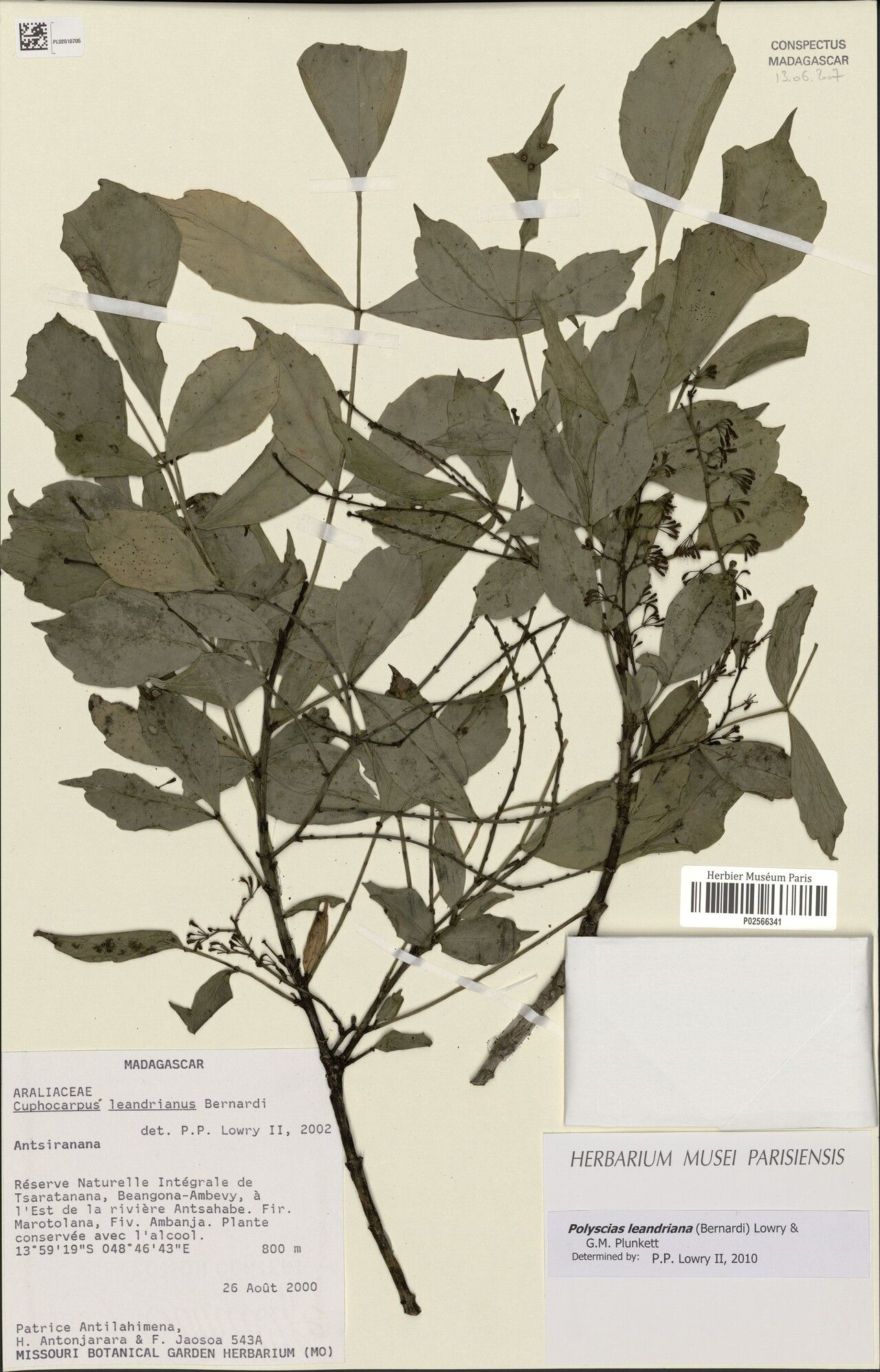 Polyscias leandriana — search result for 'Polyscias'