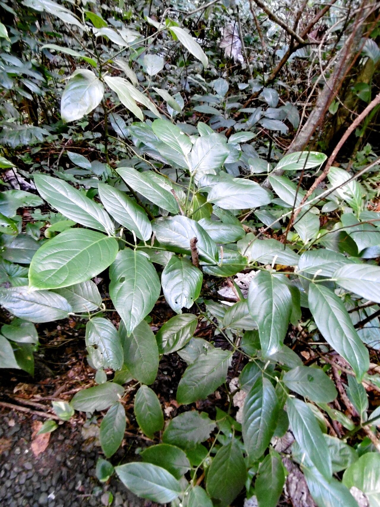Piper glabrescens habit