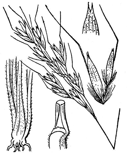 Helictotrichon setaceum other