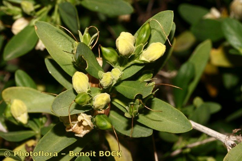 Justicia hyssopifolia fruit