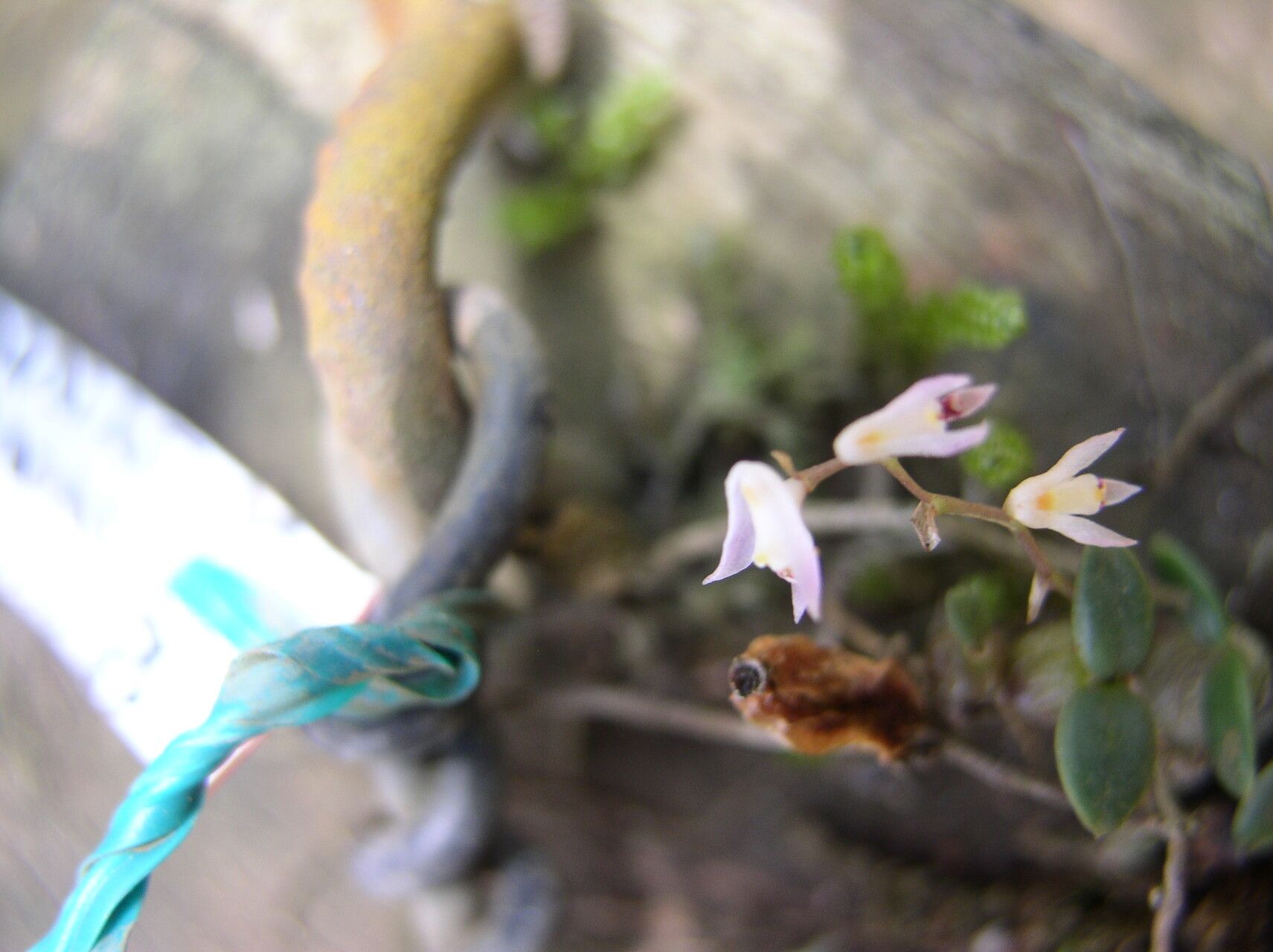 Bulbophyllum apetalum flower