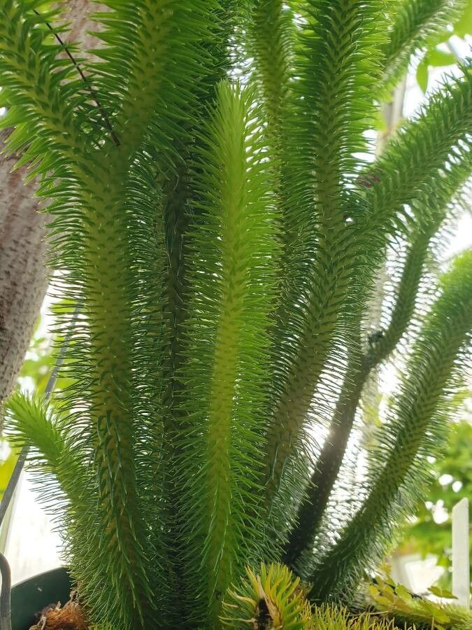 Huperzia squarrosa — search result for 'Huperzia'