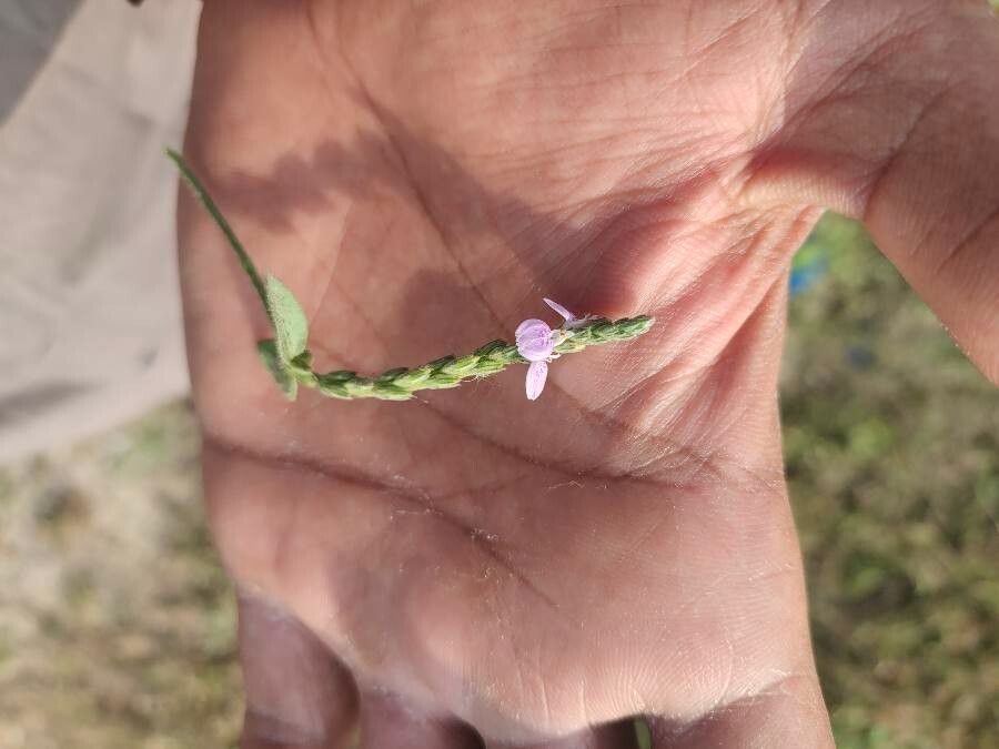 Rungia repens flower