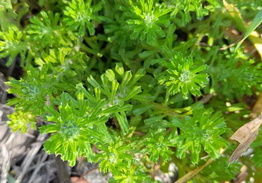 Facelis retusa habit