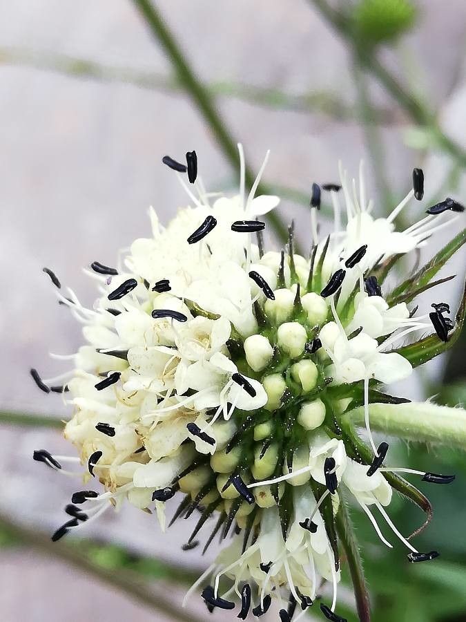Dipsacus asper — related species from the same genus
